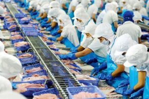 Cập nhật cổ phiếu VHC - Sức mua giảm tạo áp lực lên giá bán cá tra