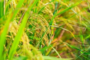 Cập nhật cổ phiếu TAR - Cơm ngon nhờ gạo