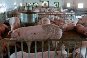 Cập nhật cổ phiếu BAF - Tiếp tục mở rộng mô hình 3F